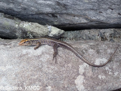 Zonosaurus madagascariensis