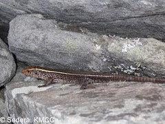 Zonosaurus madagascariensis
