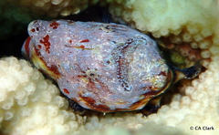 Antennarius commerson