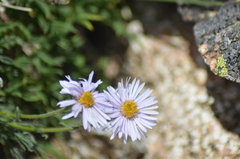 Erigeron formosissimus