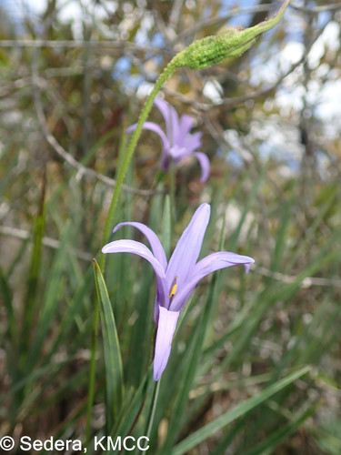 Velloziaceae image