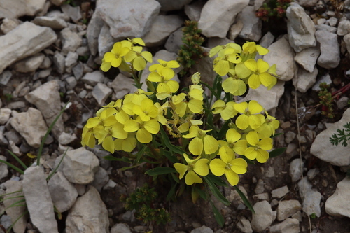 Decumbent Treacle-mustard (Erysimum ochroleucum)