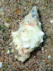 Drupella cornus