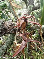 Aloe erythrophylla