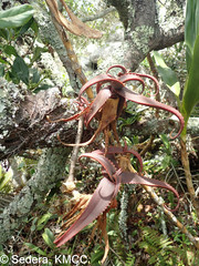 Aloe erythrophylla
