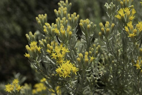 Tetradymia canescens
