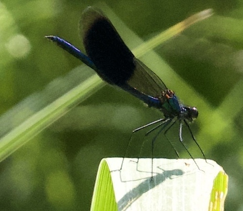 Calopteryx splendens