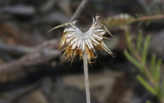 Coronidium oxylepis