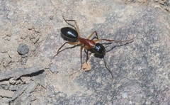 Camponotus nigriceps