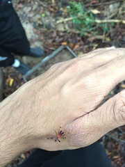 Phylliidae