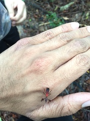 Phylliidae