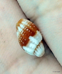 Condylomitra tuberosa image