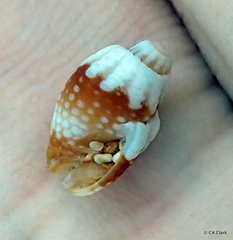 Condylomitra tuberosa