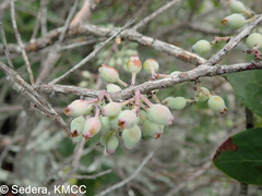 Vaccinium madagascariense