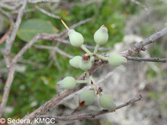 Vaccinium madagascariense