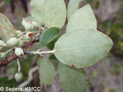 Vaccinium madagascariense