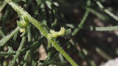 Pectocarya heterocarpa