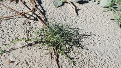 Pectocarya heterocarpa