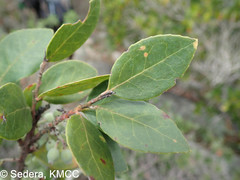 Vaccinium madagascariense