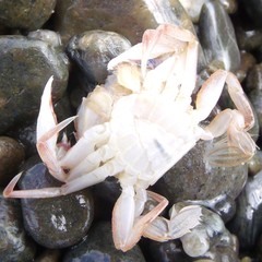 Nectocarcinus antarcticus