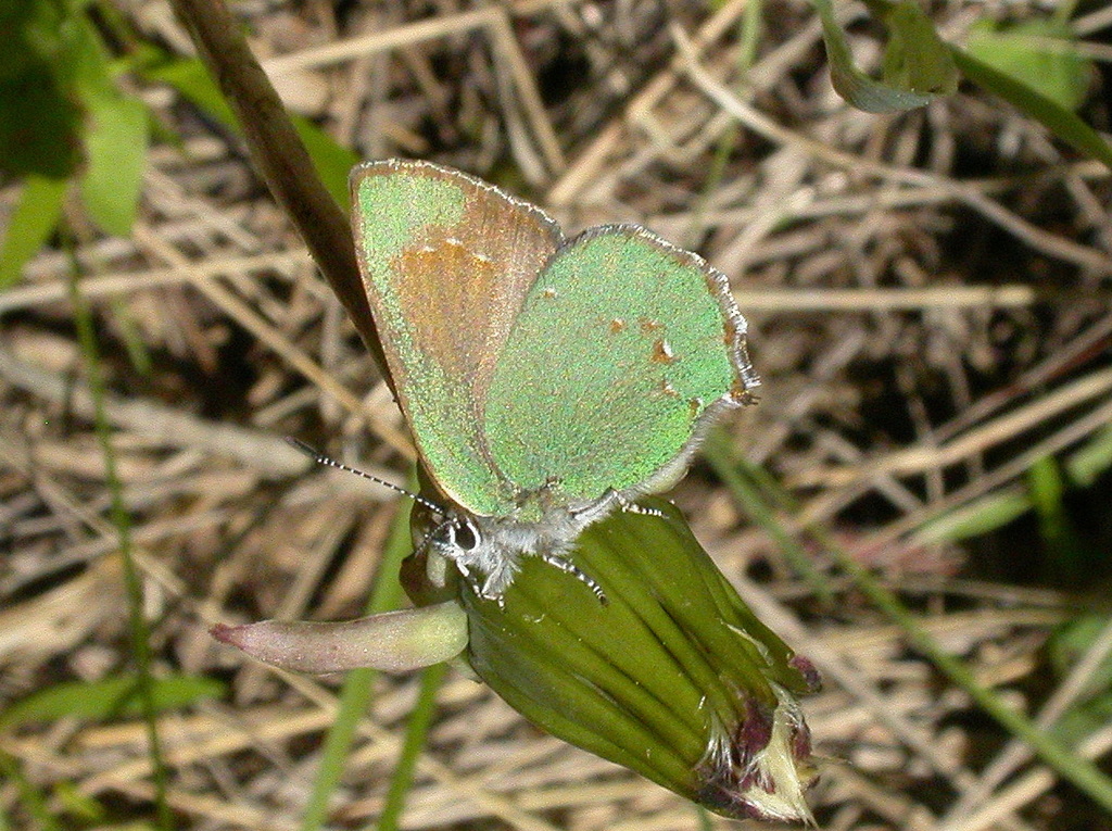 Western Green Hairstreak