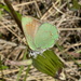 Callophrys affinis homoperplexa - Photo (c) Nick Block, some rights reserved (CC BY), uploaded by Nick Block