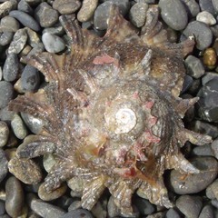 Astraea heliotropium