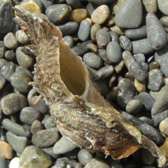 Astraea heliotropium