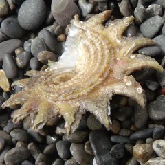 Astraea heliotropium