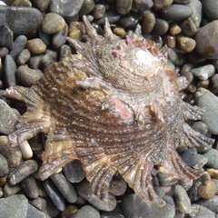Astraea heliotropium