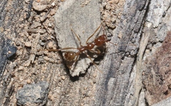 Aphaenogaster longiceps