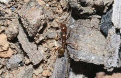 Aphaenogaster longiceps