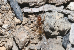 Aphaenogaster longiceps