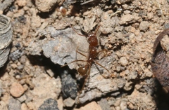 Aphaenogaster longiceps