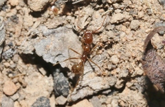 Aphaenogaster longiceps