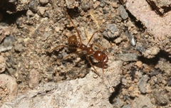 Aphaenogaster longiceps