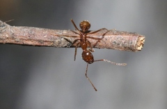 Aphaenogaster longiceps