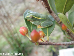 Boophis occidentalis