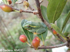 Boophis occidentalis