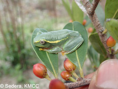 Boophis occidentalis