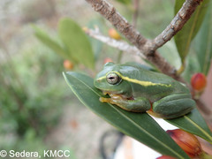 Boophis occidentalis