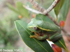 Boophis occidentalis