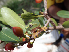 Boophis occidentalis