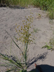 Juncus oxymeris