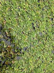Pistia stratiotes image