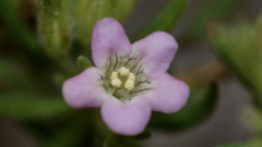 Lycium californicum