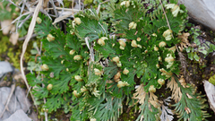 Selaginella lepidophylla