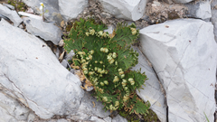 Selaginella lepidophylla