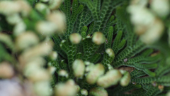 Selaginella lepidophylla