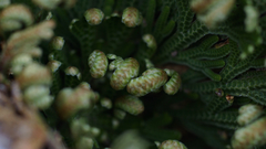 Selaginella lepidophylla